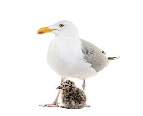 Mother and Twenty-four hours chick, European Herring Gull