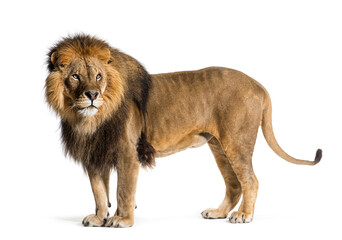 Side view of a male lion looking back, isolated on white - obrazy, fototapety, plakaty
