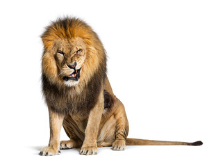 Lion pulling a face and looking at the camera, isolated on white
