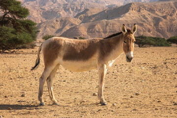 Naklejka na ściany i meble Donkey in Hay-Bar Yotvata Nature Reserve, Israel