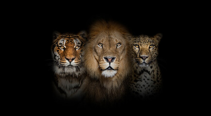 Big cats: Lion, tiger and spotted leopard, together on black background - obrazy, fototapety, plakaty