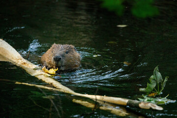 Hungry beaver. Wild European beaver, Castor fiber, peaks out from water. Beaver in river eats...