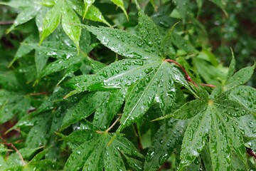 raindrops on maple leaves