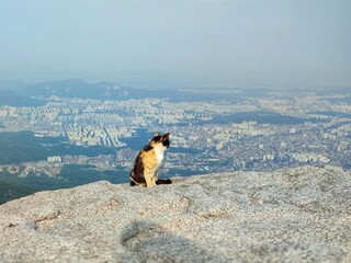 tricolor cat looks at the city from the top of the mountain. hiking. homeless animals. animal protection.