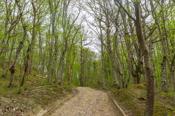 Forest trees with sidewalk of fallen leaves. Nature green wood lovely backgrounds.
