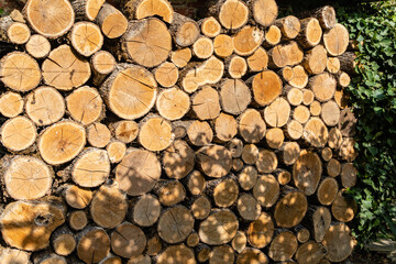 Oak firewood is sawn into stumps and stacked. Alternative and cheap fuel for the stove instead of gas. Close-up of firewood piled up to dry in sun. Texture of oak stumps on cut.
