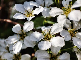 Naklejka na ściany i meble small white flowers. macro photography