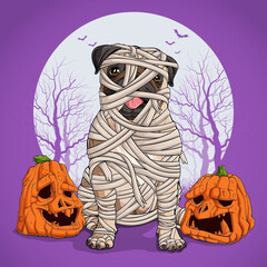 Pug dog in Halloween disguise sitting and fully wrapped in mummy linen with pumpkins on his sides