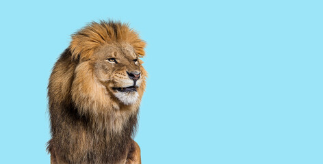 Upset adult male lion making a funny face on blue background