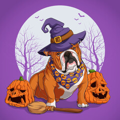 English Bulldog in Halloween disguise sitting on a broom and wearing witch hat with pumpkins