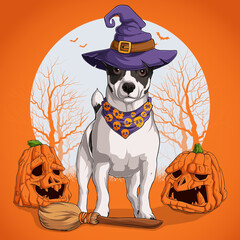 Jack Russell terrier in Halloween disguise standing on a broom and wearing witch hat with pumpkins