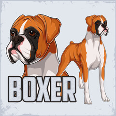 Hand drawn powerful dog breed Boxer standing in full Length isolated on white background