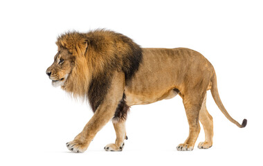 Side view of a lion walking away, isolated on white