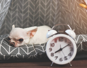 sleepy moody white short hair Chihuahua dog lying down on grey mattress in teepee tent  with alarm clock infront of her. Chihuahua dog does not want to wake up.