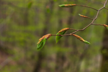 Green leaves, Small green foliage on twig