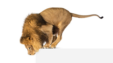 Side view of a Lion looking down, isolated on white