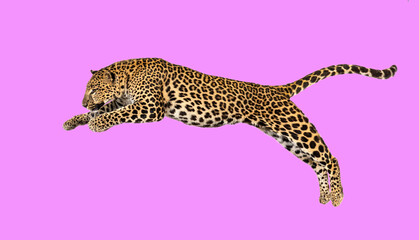 Spotted leopard leaping, panthera pardus on pink