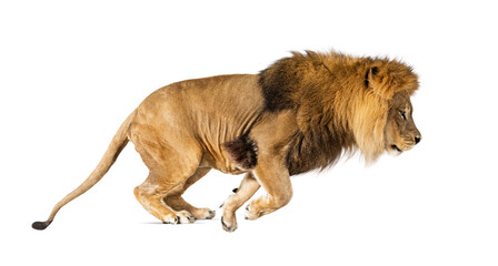 Side view of a lion jumping, , isolated on white