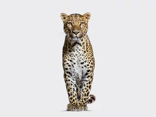 Fotobehang Gevlekte luipaard die vooraan staat en naar de camera kijkt op grijs © Eric Isselée