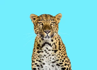 Gartenposter Head shot, portrait of a Spotted leopard facing at the camera on blue © Eric Isselée