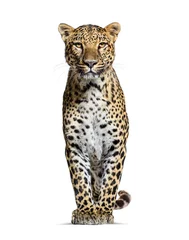 Papier Peint photo Léopard Spotted leopard standing in front and facing at the camera, isolated