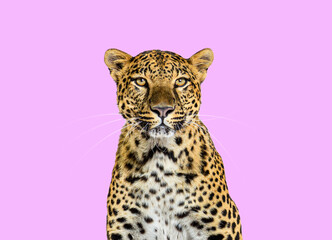 Obraz premium Head shot, portrait of a Spotted leopard facing at the camera on pink