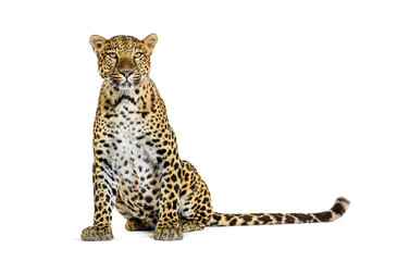 Spotted leopard standing in front and facing at the camera, isolated