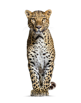 Spotted leopard standing in front and facing at the camera, isolated