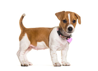 Puppy jack russel terrier wearing a pink heart medal, isolated