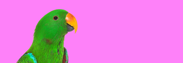 Green amazon parrot bird, head shot on pink background