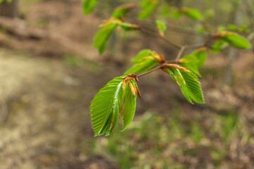 Green leaves, Small green foliage on twig