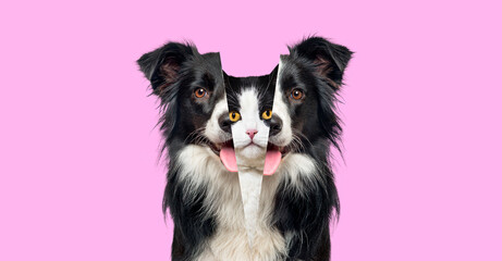 Picture showing the difference between the head of a dog and that of a cat, Head shot side by side against pink