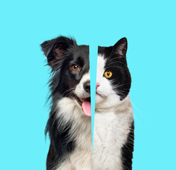 Picture showing the difference between the head of a dog and that of a cat, Head shot side by side on blue