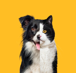 Picture showing the difference between the head of a dog and that of a cat, Head shot side by side on golden background