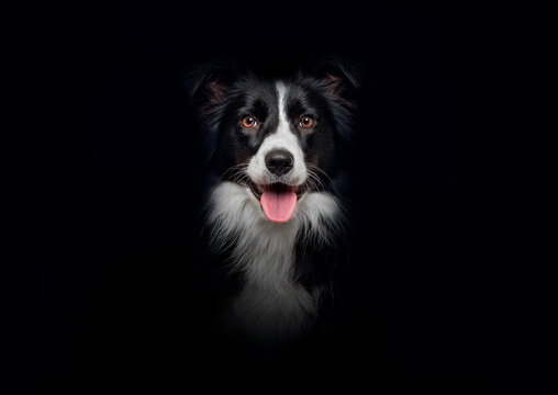 Close-up of Border Collie dog looking at the camera on black bac
