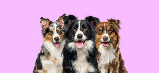 group of dogs, border collie and Australian Shepherd, panting together on pink
