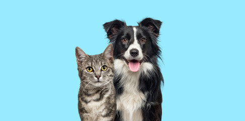 Grey striped tabby cat and a border collie dog with happy expression together on blue background, banner framed, looking at the camera