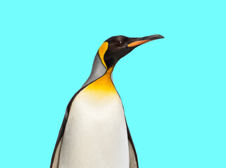 Fototapeta premium King penguin standing in front of blue