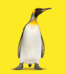 King penguin standing in front, on yellow