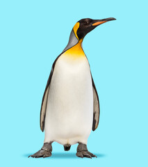 King penguin standing in front, on a blue background