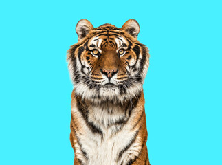 Tiger looking at the camera on blue background