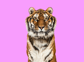 Tiger looking at the camera on pink background