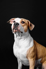 American Staffordshire Terrier dog isolated on black background