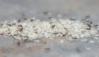Ants are moving eggs and larvae.