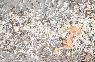 Ants are moving eggs and larvae.