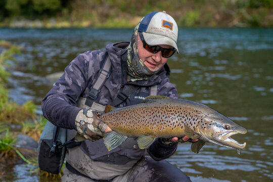 Brown Trout Caught Fly Fishing.