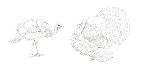 She-turkey and he-turkey. Black and white graphics. Hand drawn illustration.