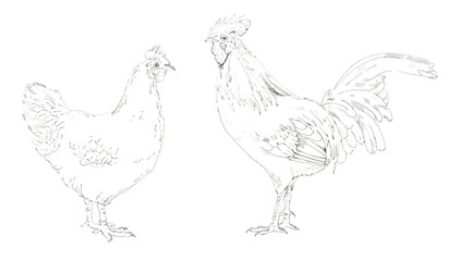 Fototapeta na wymiar Hen and rooster. Black and white graphics. Hand drawn illustration.