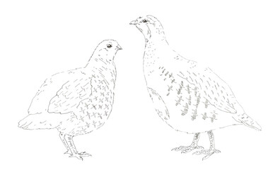 Fototapeta na wymiar She-quail and he-quail. Black and white graphics. Hand drawn illustration.