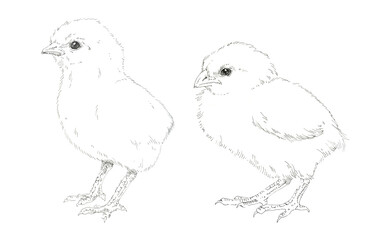 Two chicken. Black and white graphics. Hand drawn illustration.